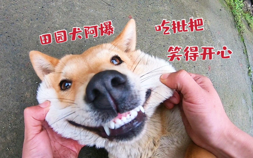 田园犬阿爆是个吃货酸溜溜的枇杷它一口吞吃完开心笑出大门牙
