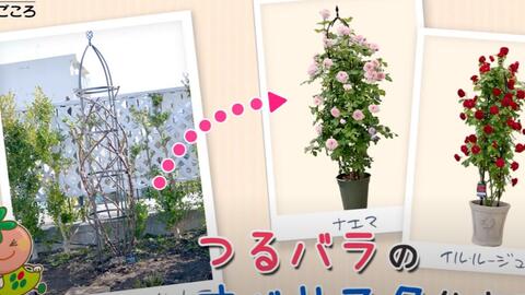 月季花柱的冬季牵引 哔哩哔哩
