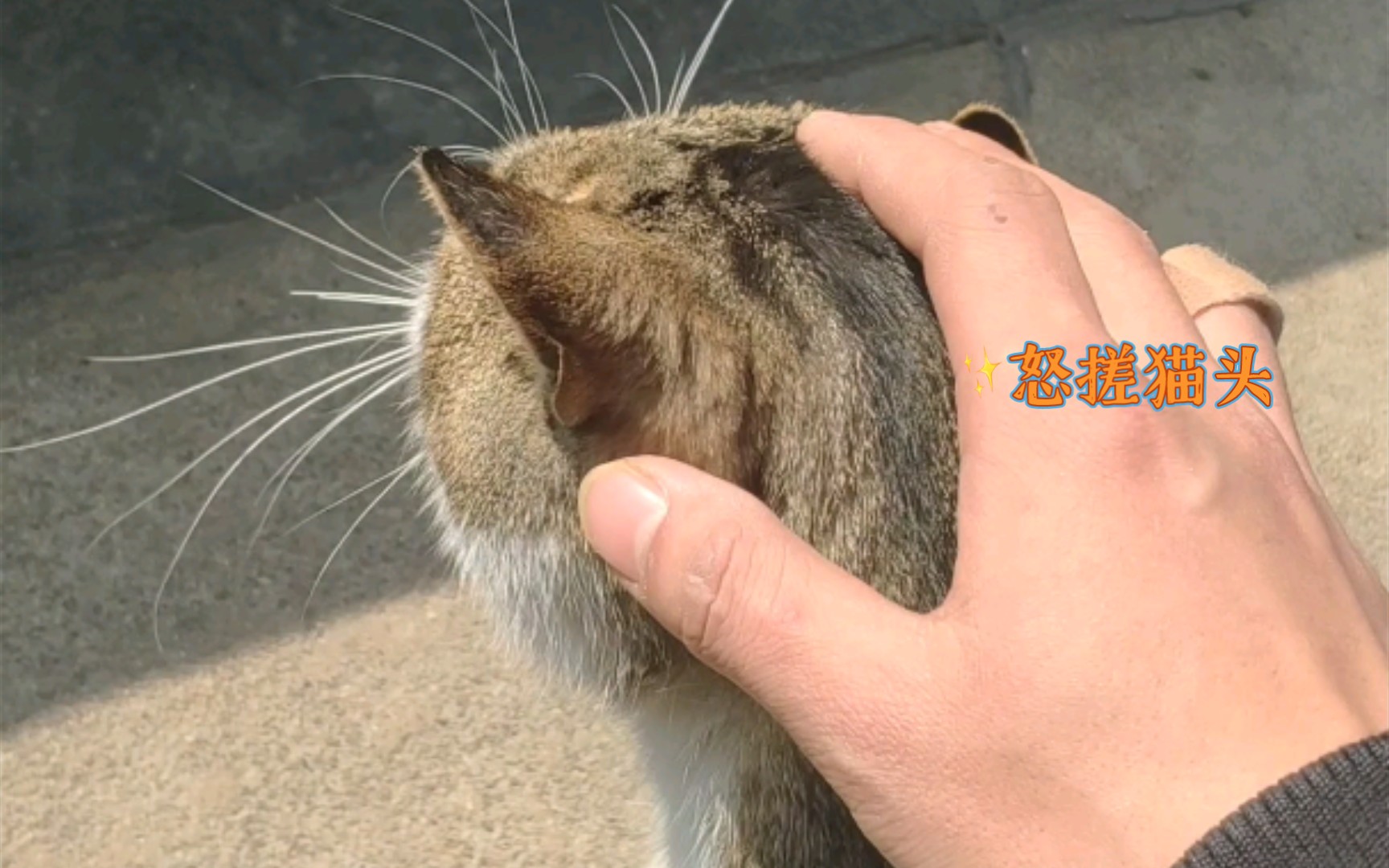 太阳底下搓猫头_哔哩哔哩_bilibili