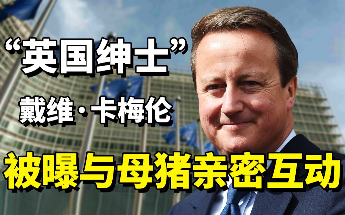 英国首相卡梅伦和猪图片