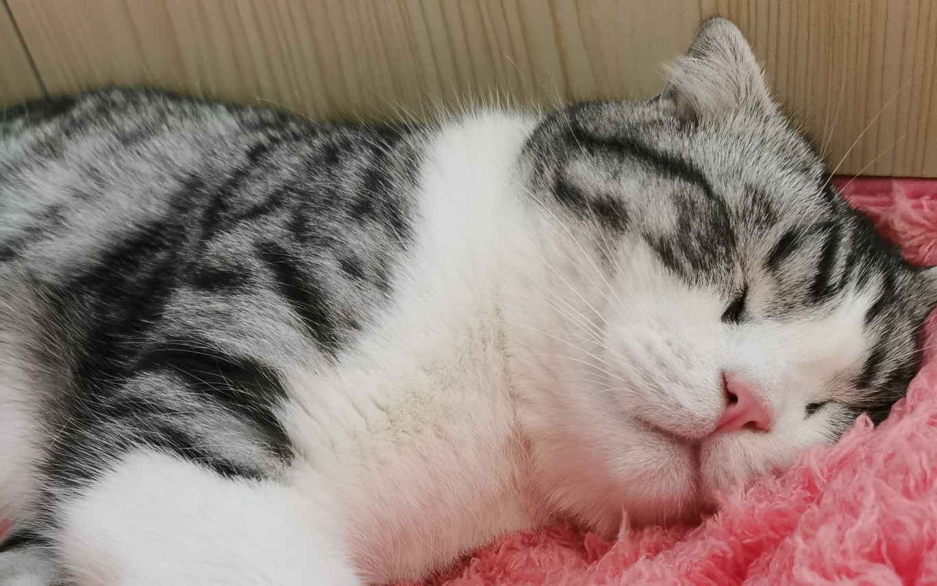 小猫咪-睡眠大师 23( 0761 70 61 07)23催眠的可爱