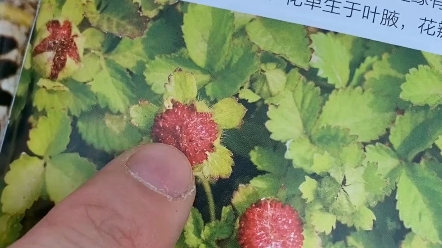 [图]踏青带上它，到处是野菜！