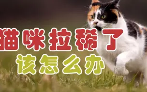 Video herunterladen: 猫咪拉稀了该怎么办