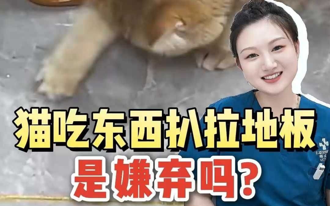 猫一边吃,一边疯狂抓地板,是嫌弃食物吗哔哩哔哩bilibili