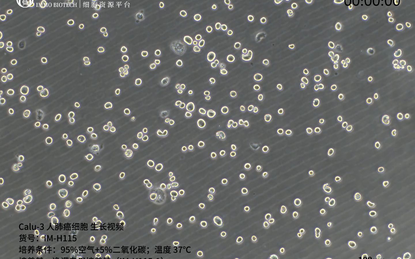 逸漠生物Calu3人肺癌细胞生长记录哔哩哔哩bilibili