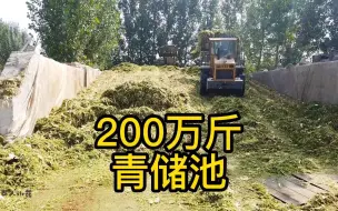 Download Video: 4天存了80万斤青储，预计存200万斤，8分钱一斤算算得花多钱？