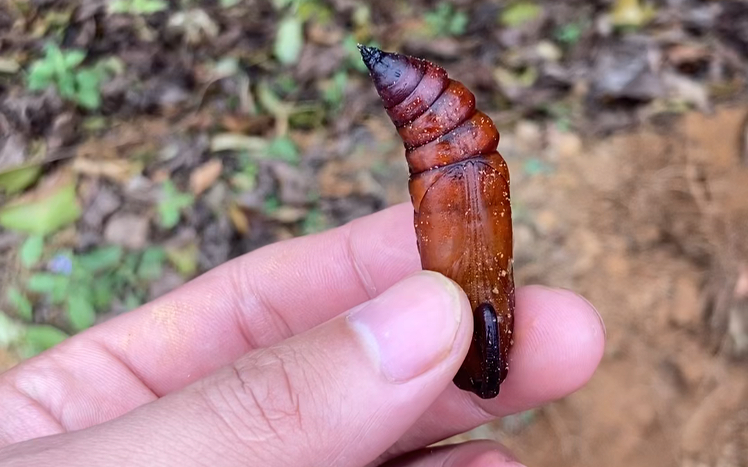 呼叫小亮-这虫这是什么学名村里人说向天虫