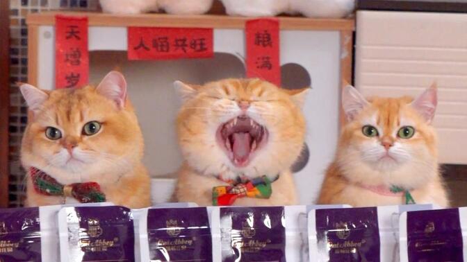 猫咪张大嘴巴,等待投食