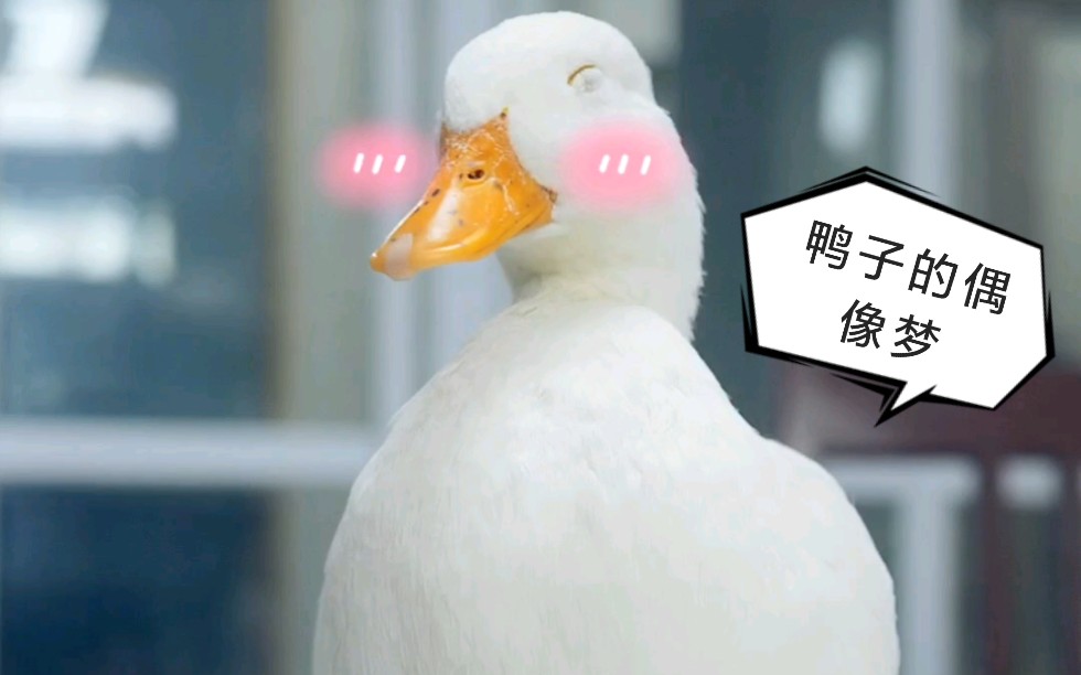 柯尔鸭为了实现偶像梦一万二的网红鸭想去参加偶像练习生