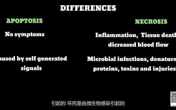 [图]necrosis and apoptosis2