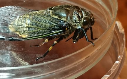 蝉,夏季的声音.