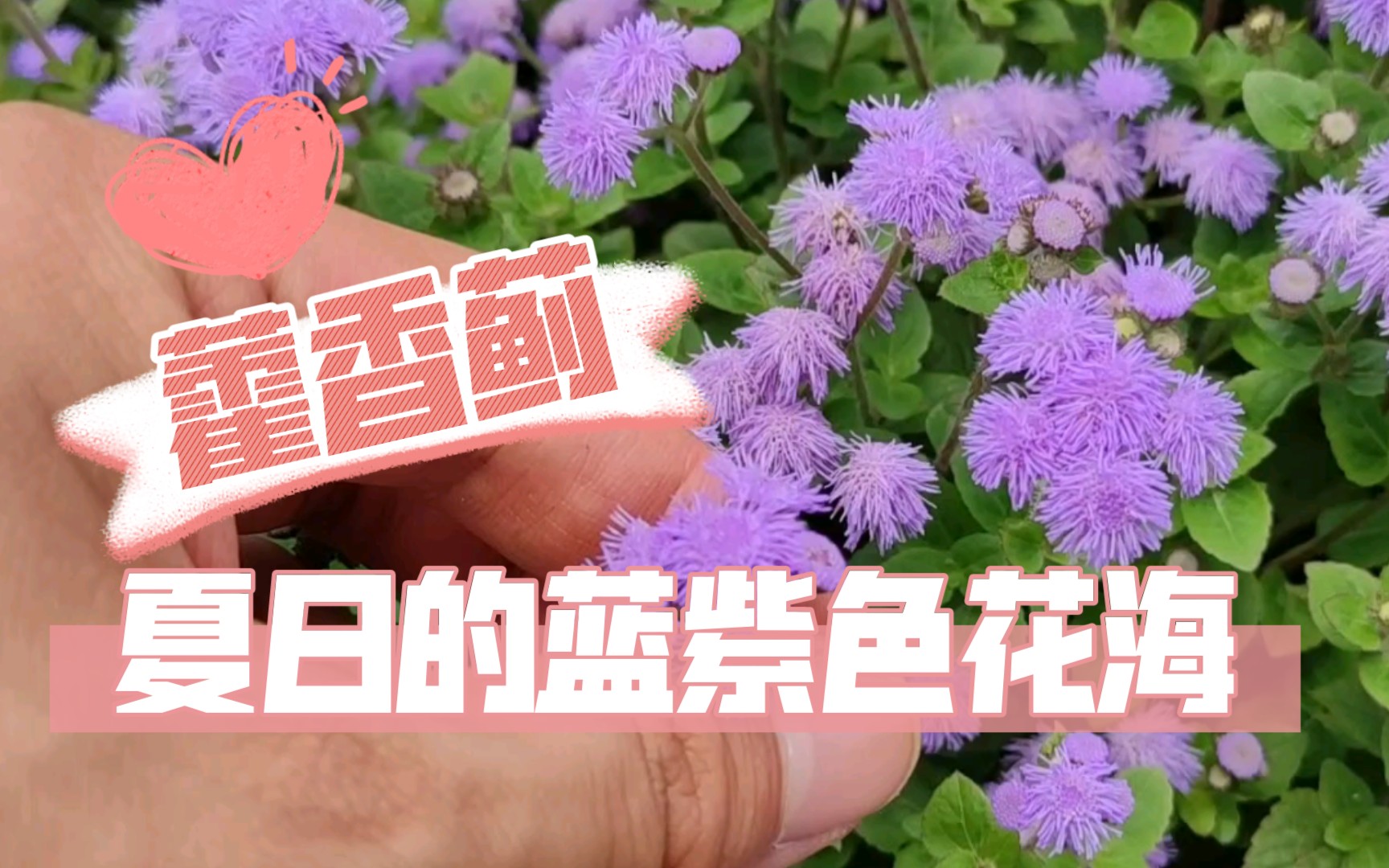 夏季的蓝紫色花海植物——藿香蓟哔哩哔哩bilibili