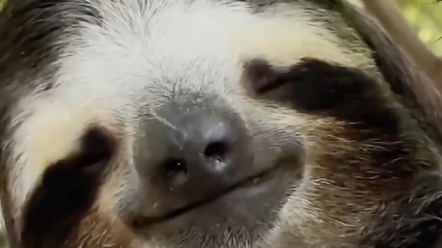 树懒之永远的微笑,萌萌的懒洋洋