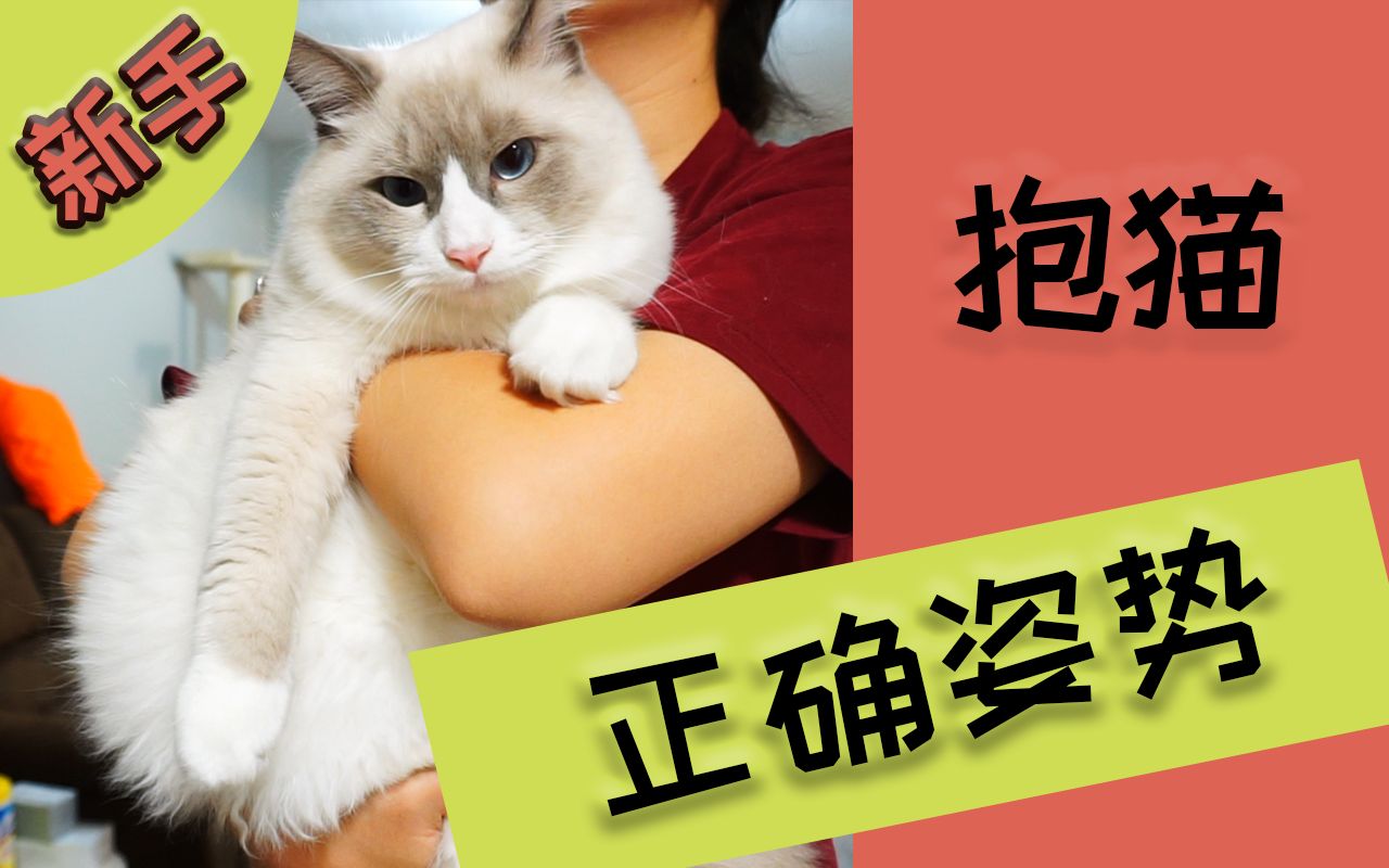 【新手】新手正确抱猫姿势 | 冬冬酱的猫哔哩哔哩bilibili