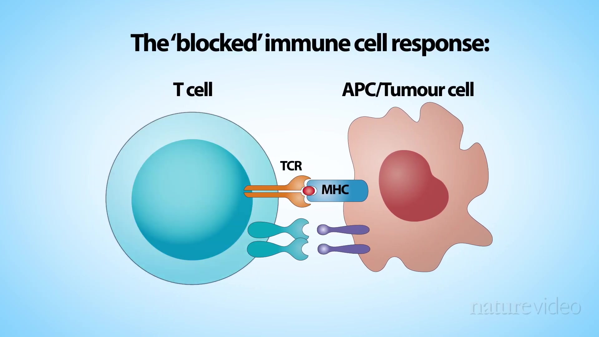 nature cancer immunotherapy - medical animation