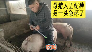 牛世界精猪　 牛世界精猪 1044479.png