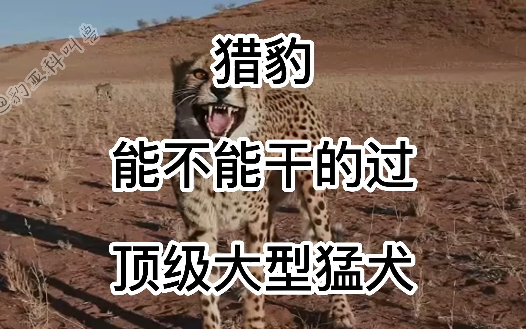 猎豹战斗力究竟如何?是否能干掉大型猛犬?哔哩哔哩bilibili