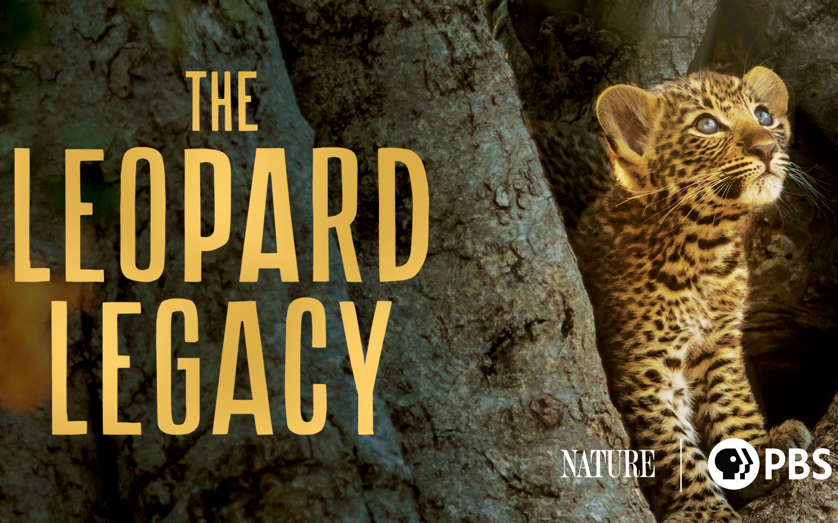 [图]【纪录片】The Leopard Legacy/豹的传承【1080p 双语字幕】