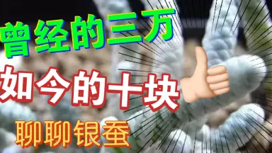 块根多肉植物///////-哔哩哔哩_Bilibili
