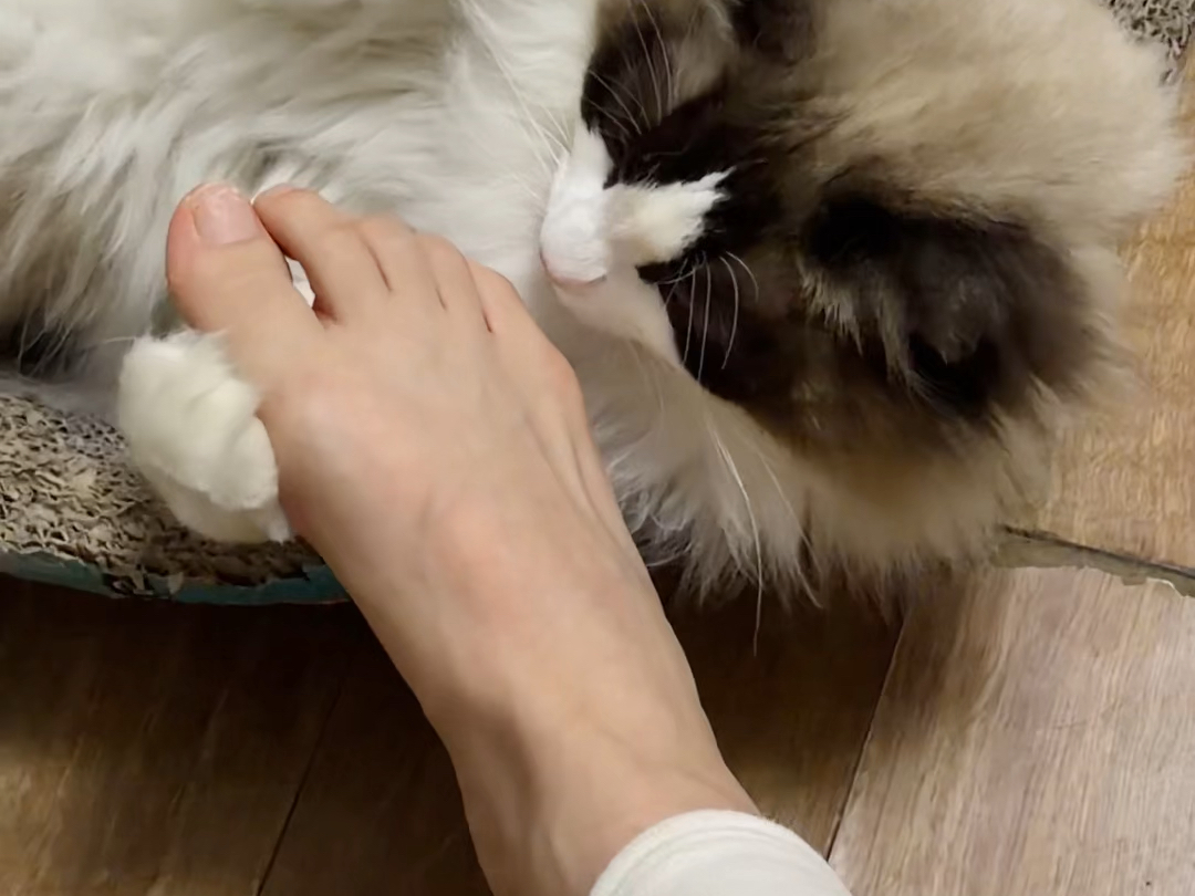 小咪子爱吃jio