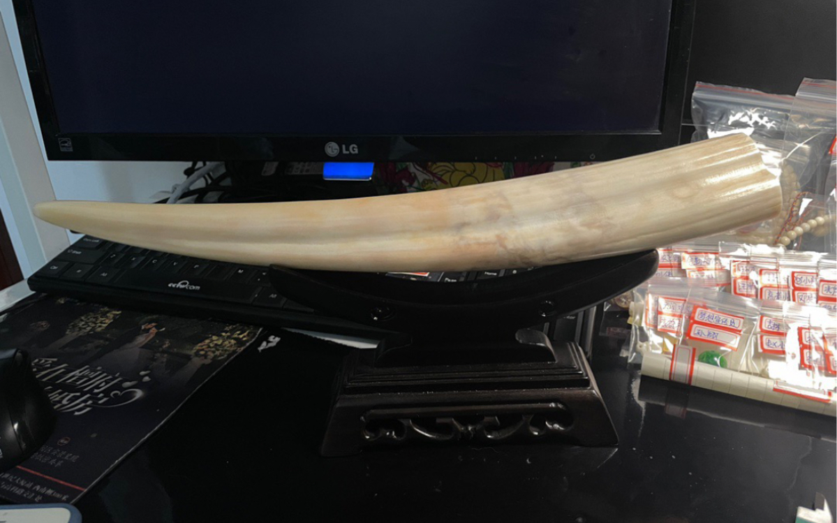 海象牙小牙摆,409.1克,长345mm罐口50.2-31.