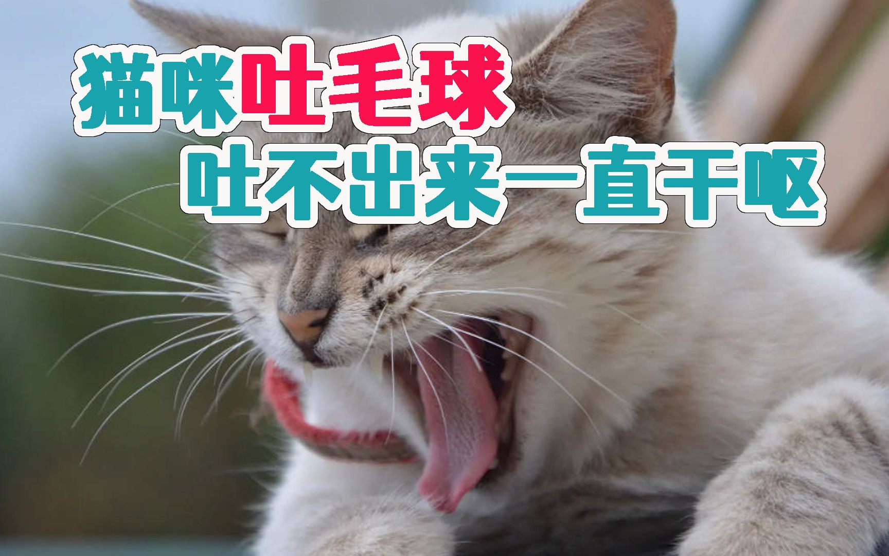 猫咪吐毛球吐不出来一直干呕