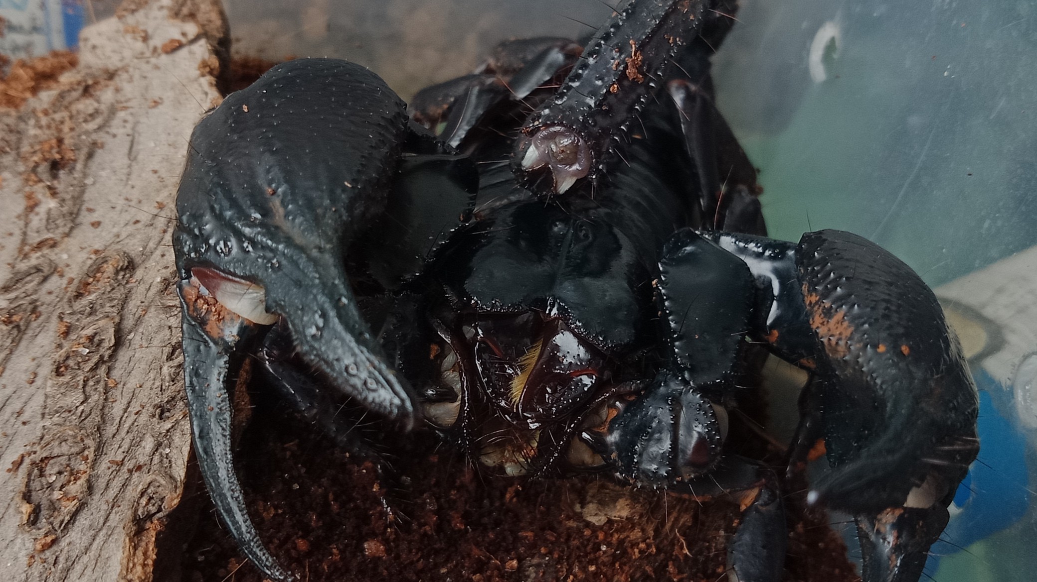 (彼得异蝎)捕食日常