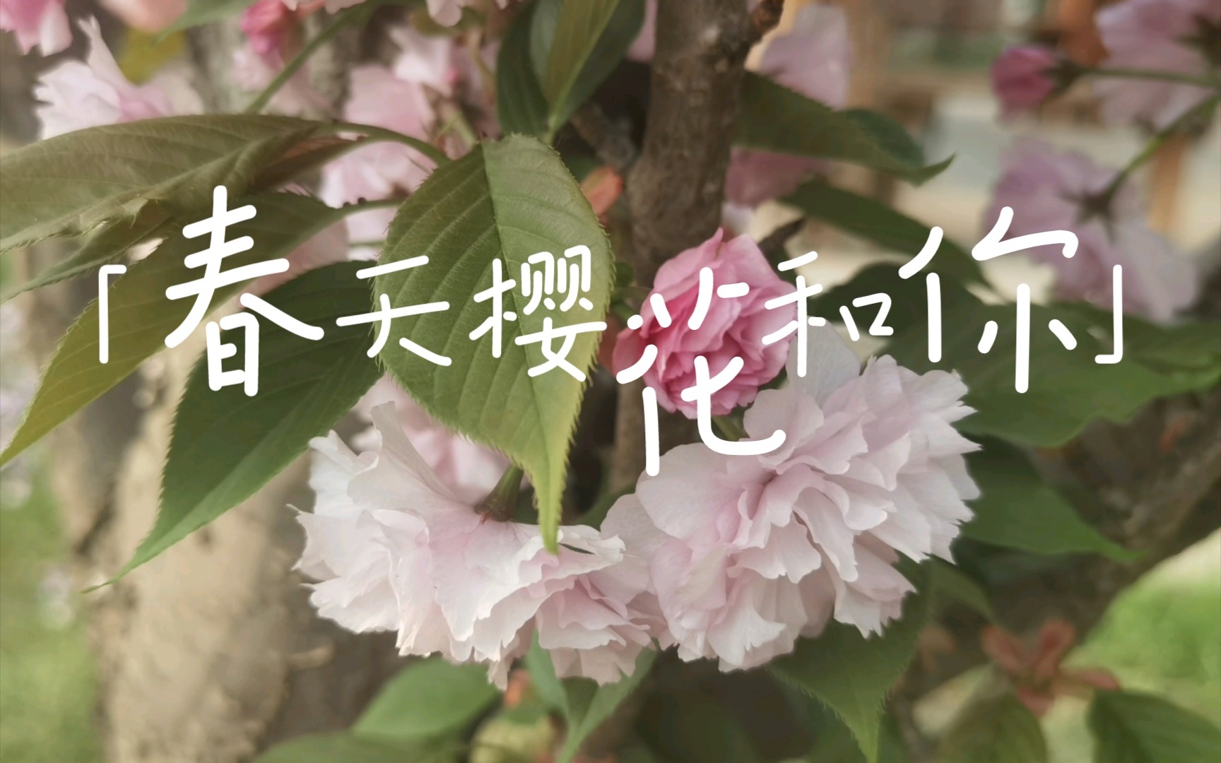 [社科大民乐队] 春天,樱花和你