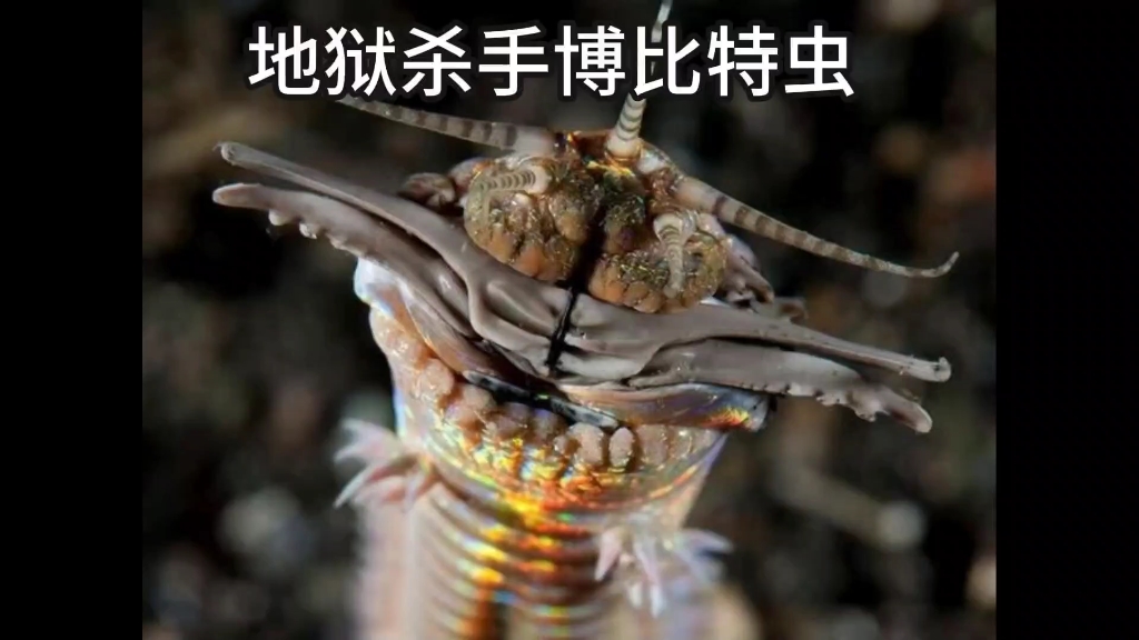 最可拍的海洋生物 博比特虫哔哩哔哩bilibili