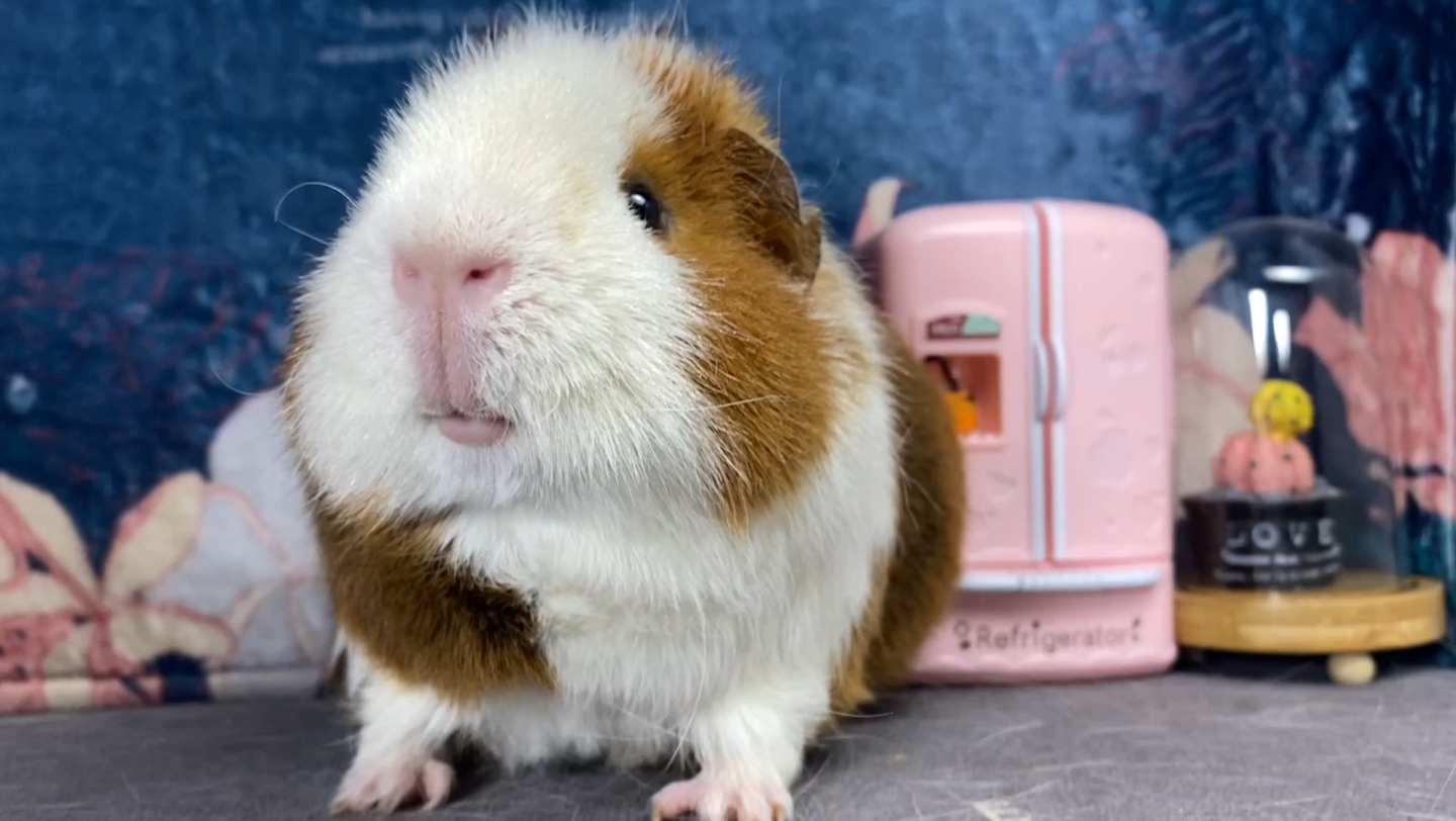 活动  【荷兰猪】美国泰迪红白棕