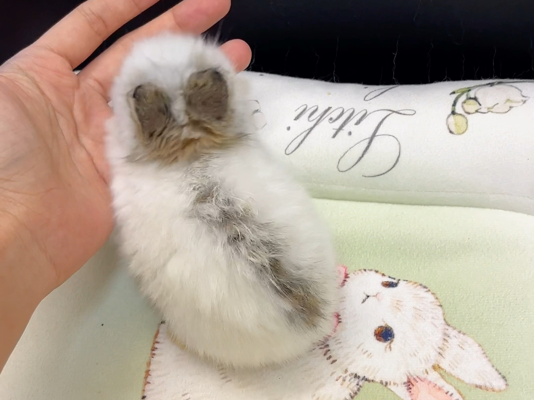 巨型毛毛虫找家长