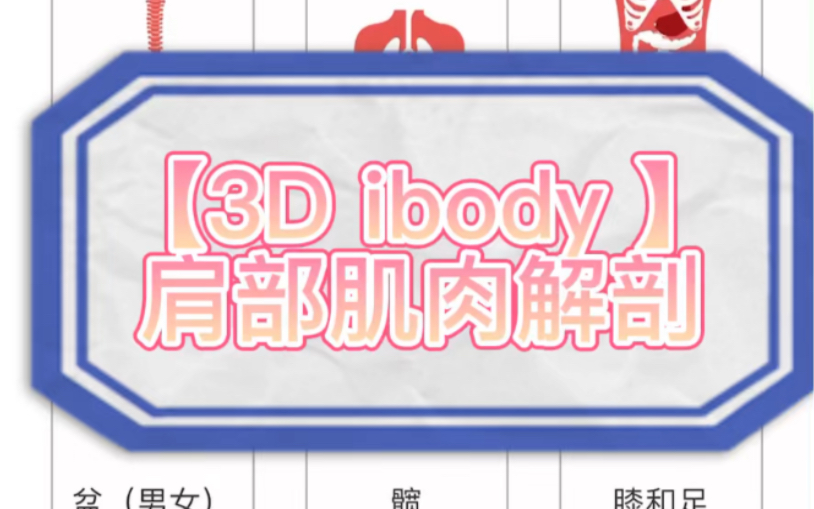 【3D ibody】肩部肌肉解剖哔哩哔哩bilibili