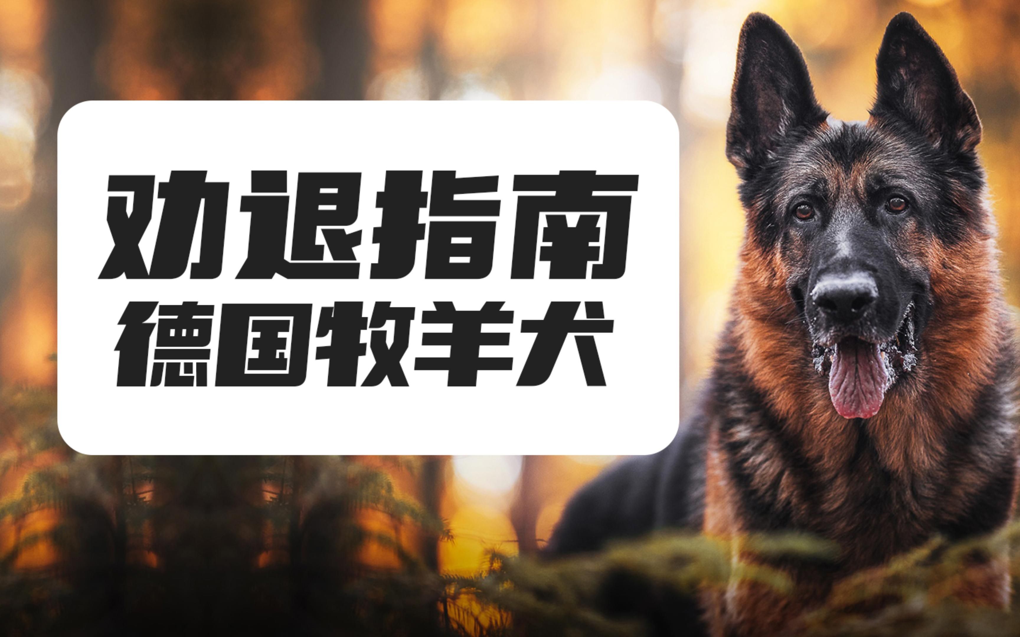 号称全能犬种,神仙狗狗的德国牧羊犬,为何在国内口碑却呈两极分化?哔哩哔哩bilibili