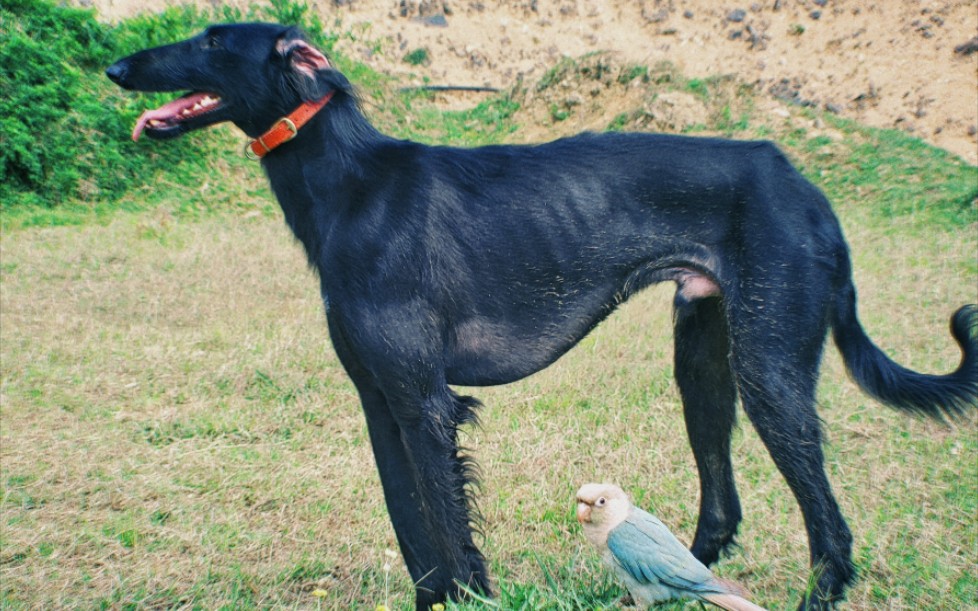 [中华细犬/陕西细犬]哮天犬的鸟鸟朋友