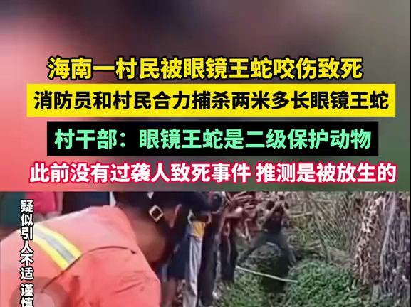 一村民被眼镜王蛇咬伤致死,消防员和村民合力捕杀两米多长眼镜王蛇,村干部:眼镜王蛇是二级保护动物 此前没有过袭人致死事件哔哩哔哩bilibili