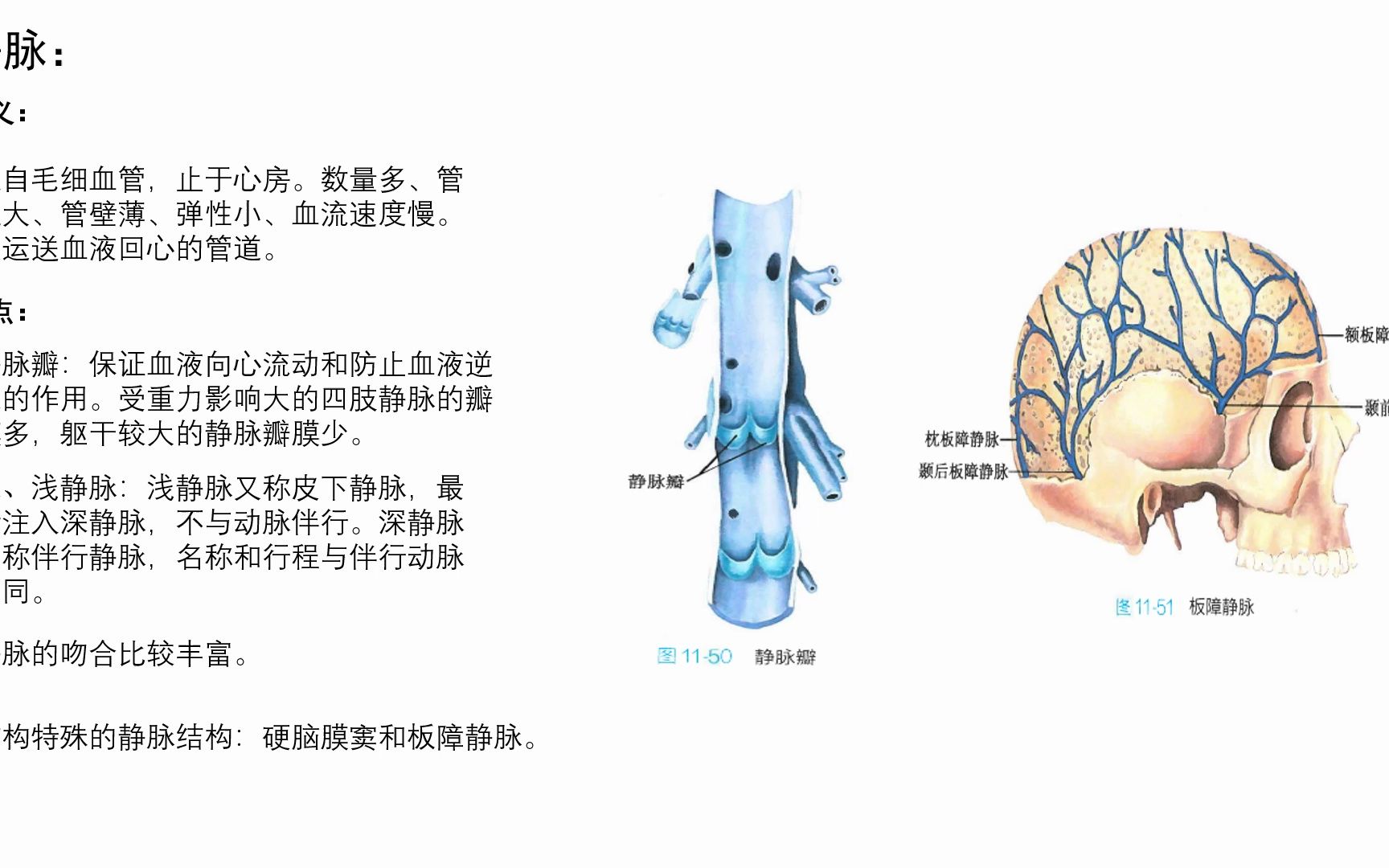 系统解剖学心血管系统之静脉的概述哔哩哔哩bilibili