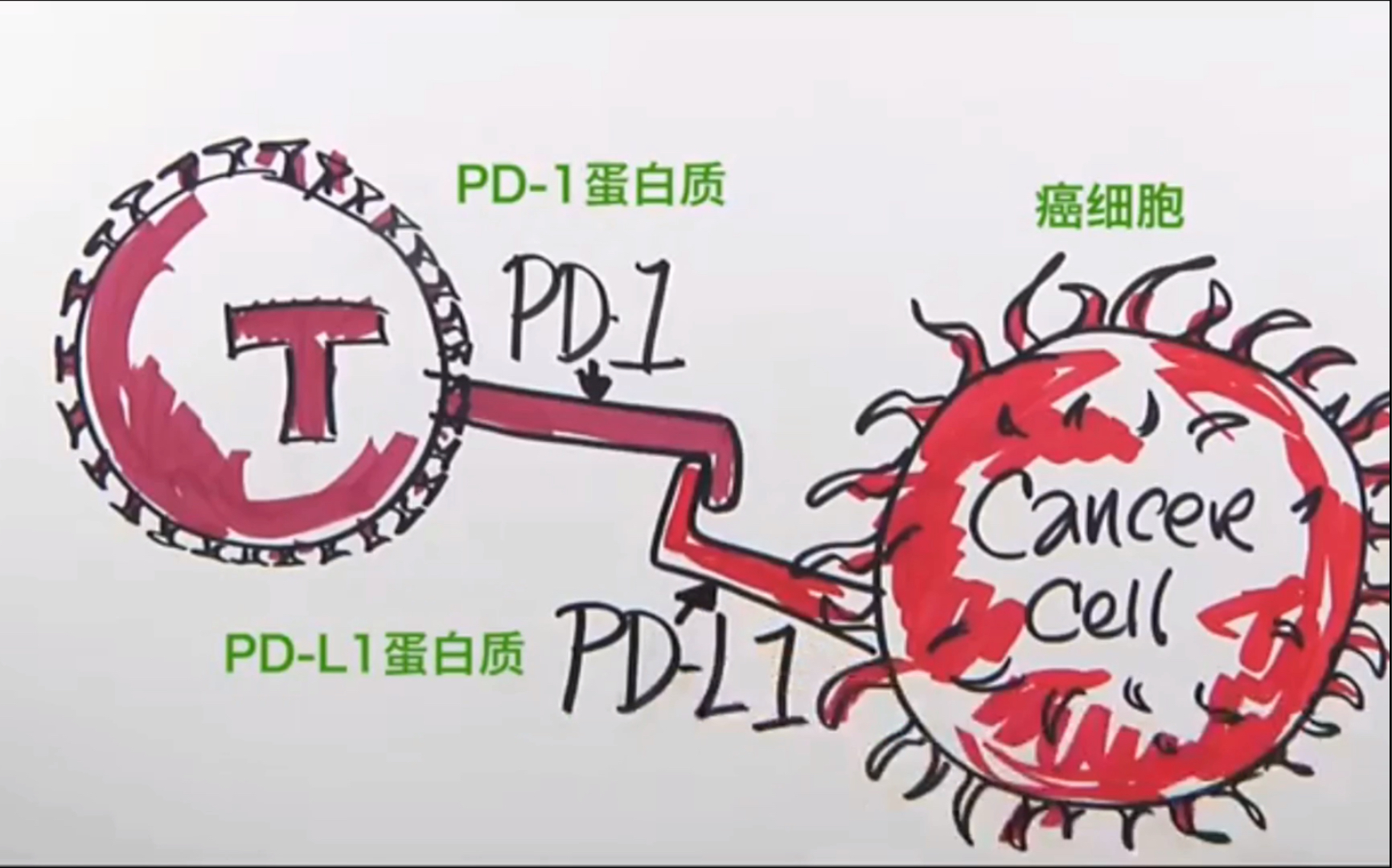 十倍大牛股——PD1抗癌药的工作原理,深入研究恒瑞抗癌药哔哩哔哩bilibili