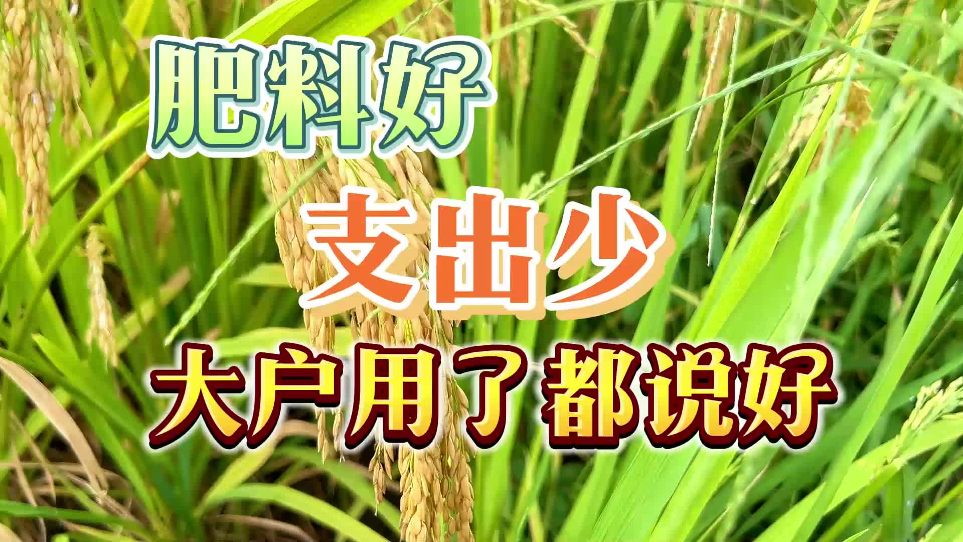 云天化 良田守护者计划:肥料好 支出少 大户用了都说好哔哩哔哩bilibili