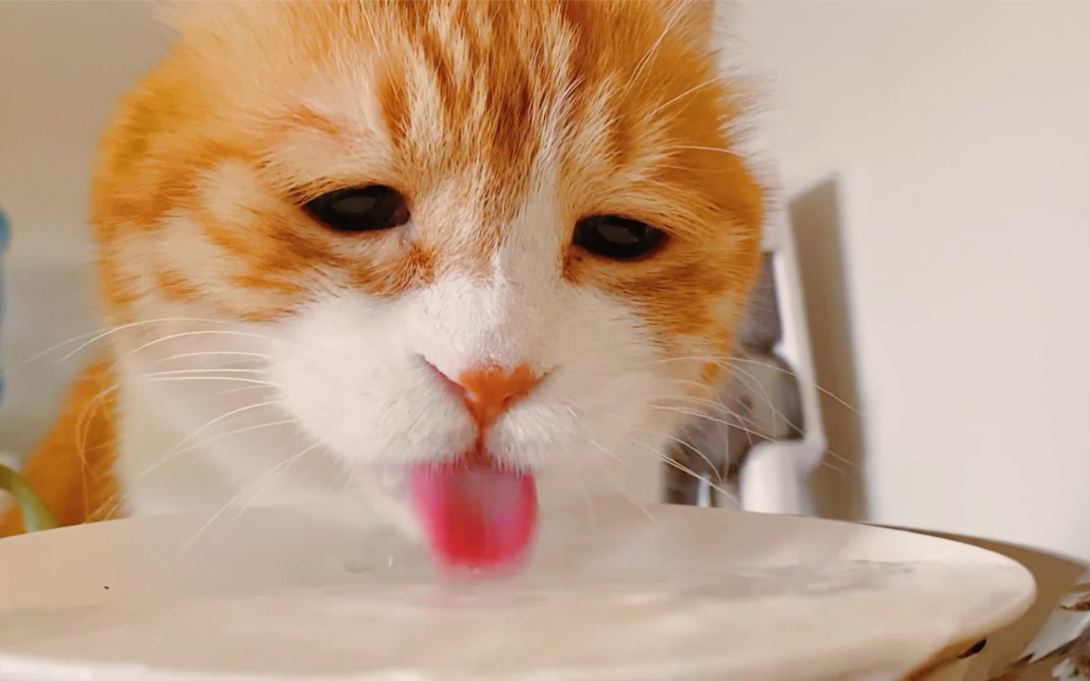 小黄胖子喝水吨吨吨【著名网黄猫日】