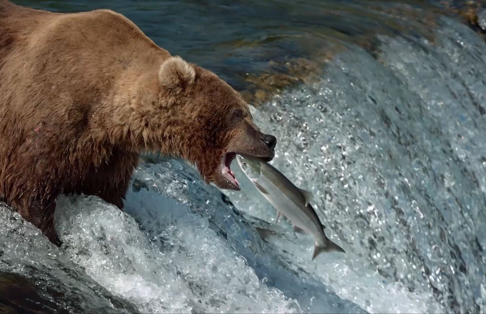 鲑鱼的洄游悲壮惨烈,同时也是棕熊的饕餮盛宴!