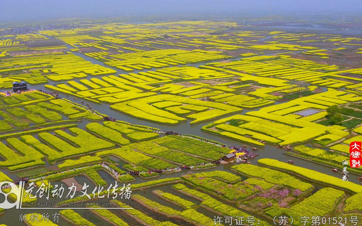 【映像诗 大盐城】油菜花哔哩哔哩bilibili