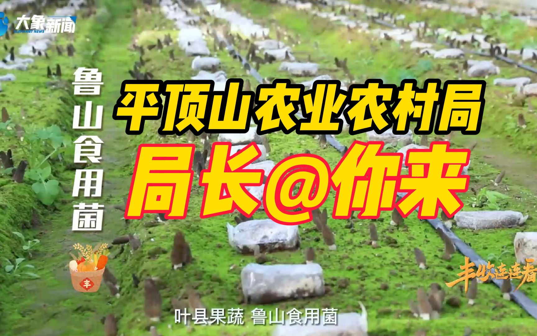 鹰城还盛产韭菜和肉鸽?平顶山农业农村局局长@你来富硒粮仓晒早秋!哔哩哔哩bilibili