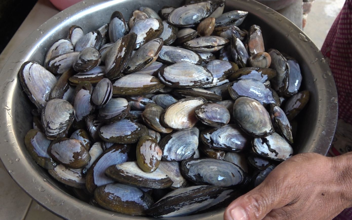 这种沙贝一斤卖不到6块小池全部拿回家一锅煮孩子们有口福了