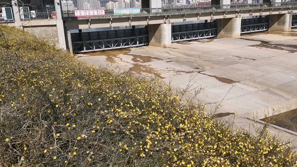 寶雞金渭湖迎春花開了,春天來了,空氣中散發著花粉的香氣