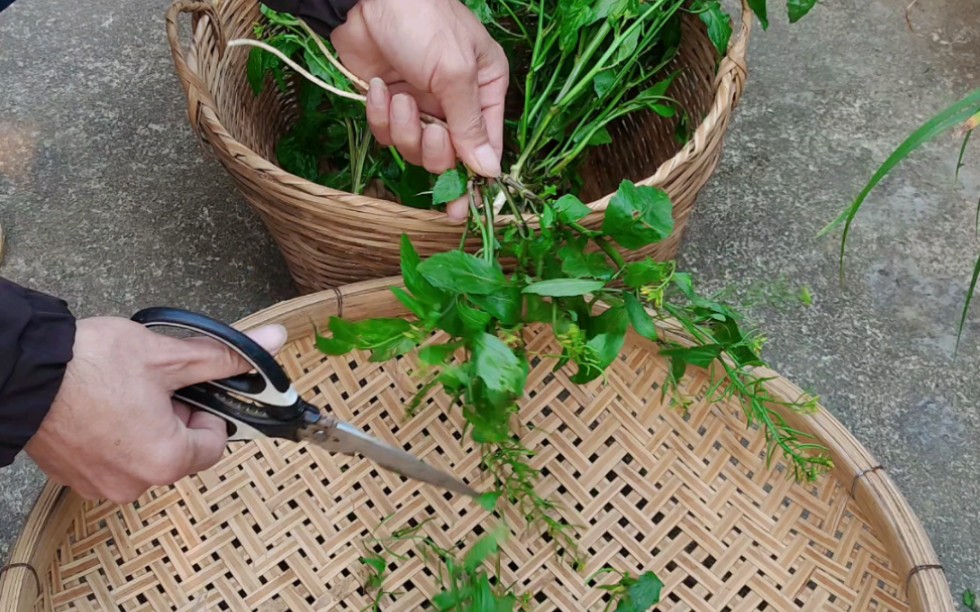 野油菜的药用价值图片