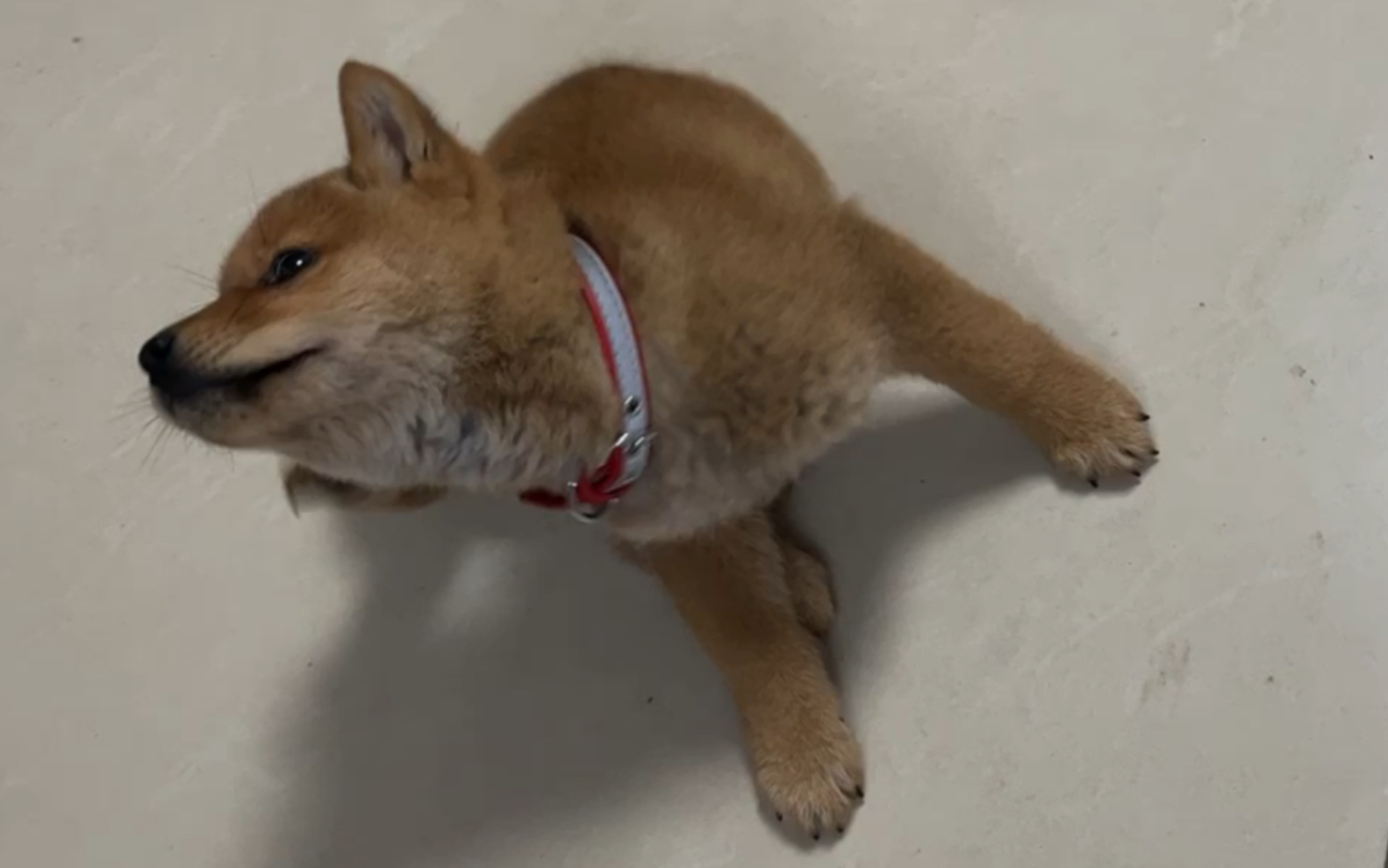 小时候的训练成果