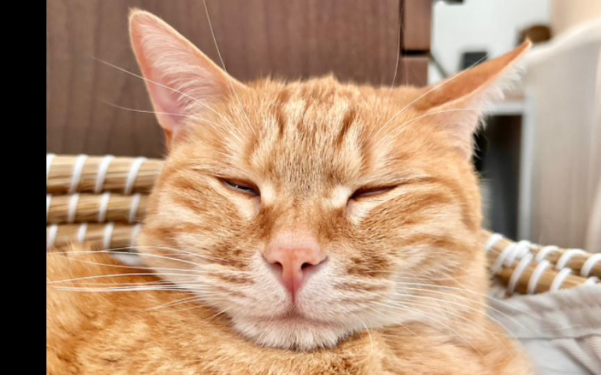 沉浸式看小猫咪打瞌睡