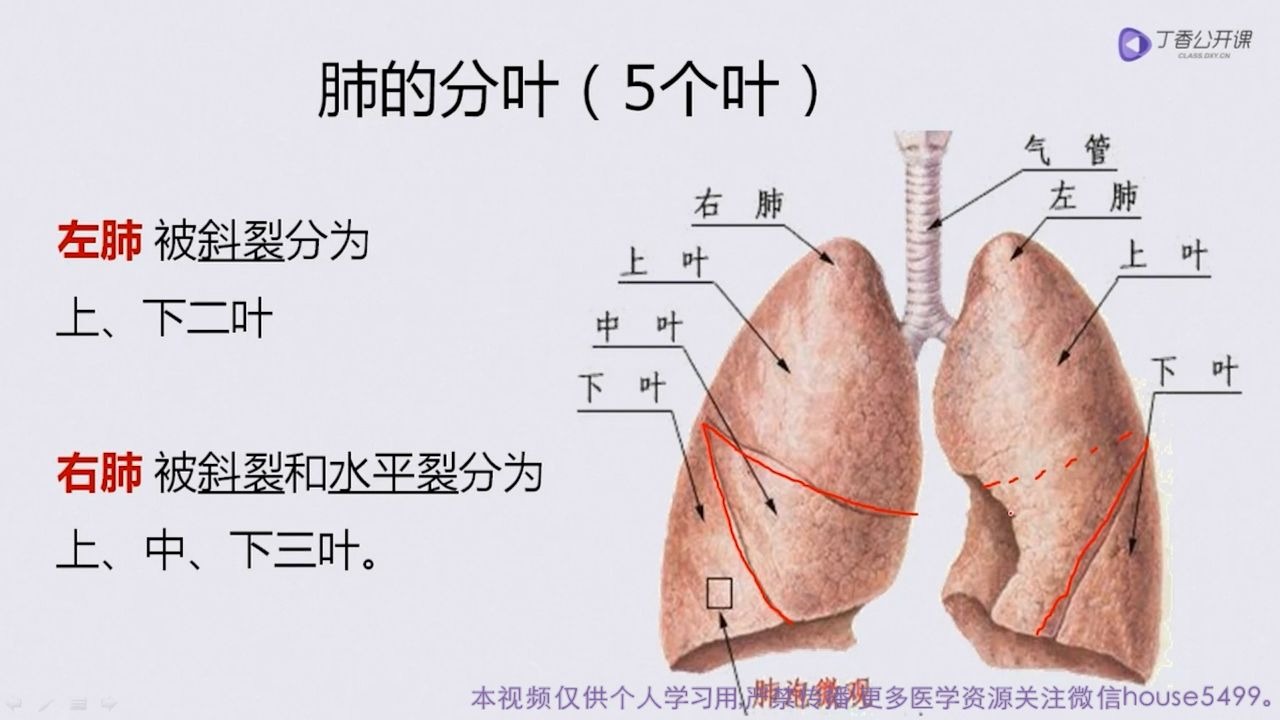 [图]第01节 肺的大体及微观解剖回顾new