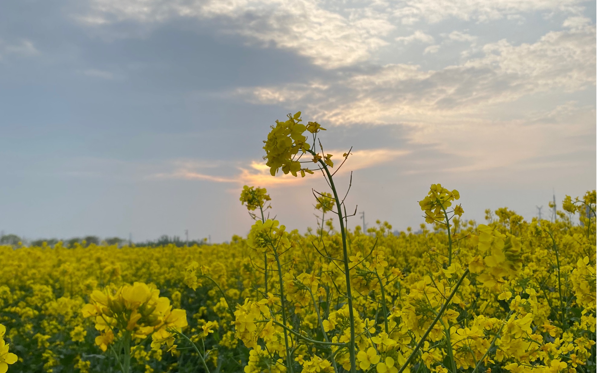 2021春天大活旁种的是菜花花
