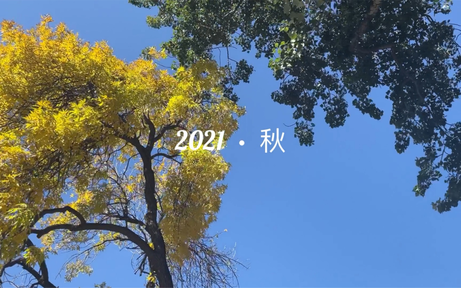 北京林业大学校园风景,2021年秋天哔哩哔哩bilibili